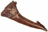 Fossil Sawfish (Onchopristis) Rostral Barb - Morocco #298249-1